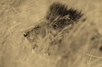 Lion Sepia Art