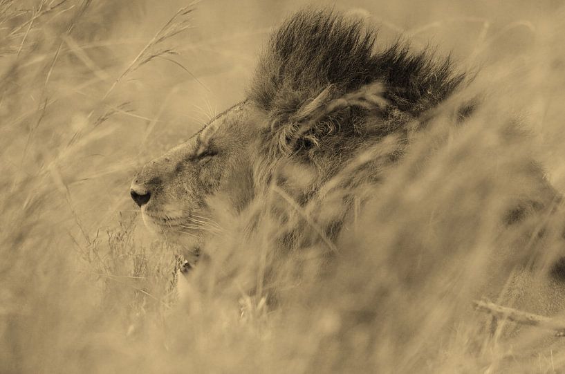 Löwe Sepia Kunst von Roland Smeets