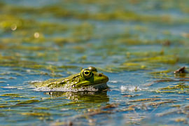 Delta Gaze: Life Beneath the Surface
