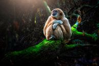 Gibbon rustend op boomstronk van Tejo Coen thumbnail