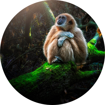 Gibbon rustend op boomstronk van Tejo Coen