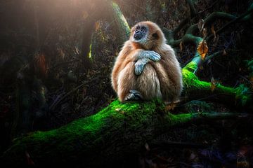 Gibbon rustend op boomstronk van Tejo Coen