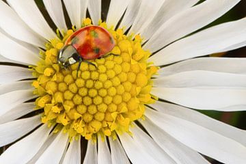 Ladybug on a daisy by Elianne van Turennout