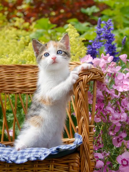 Bébé chaton mignon avec des fleurs par Katho Menden