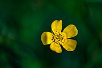 Buttercup