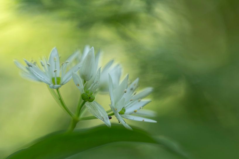 Daslook von D. Henriquez