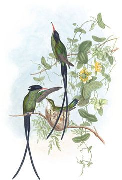 Zwart-bedekte zoemende vogel, John Gould van Hummingbirds