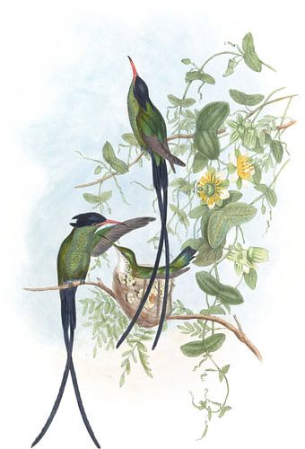Bird-bird en noir, John Gould sur Hummingbirds