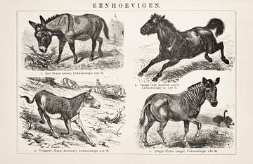 Vintage engraving Solipeds by Studio Wunderkammer