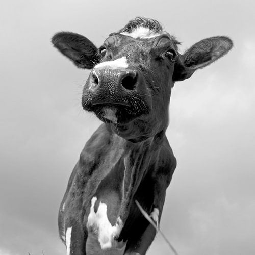 Koe in zwart wit