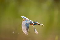 IJsvogel,  Alcedo atthis. Kingfisher van Gert Hilbink thumbnail