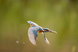 Eisvogel, Alcedo atthis