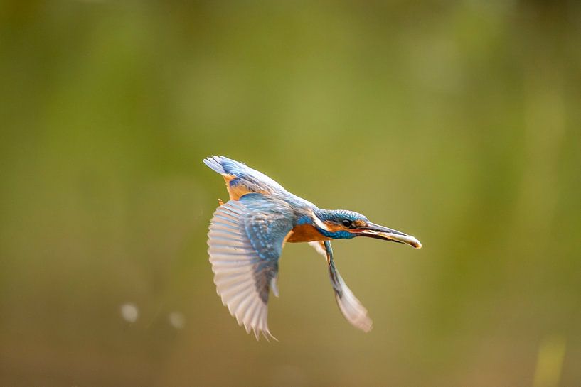 IJsvogel,  Alcedo atthis. Kingfisher van Gert Hilbink