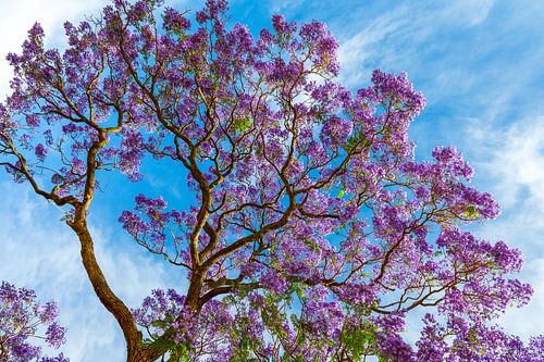 Jacaranda Bloom Under South African Skies