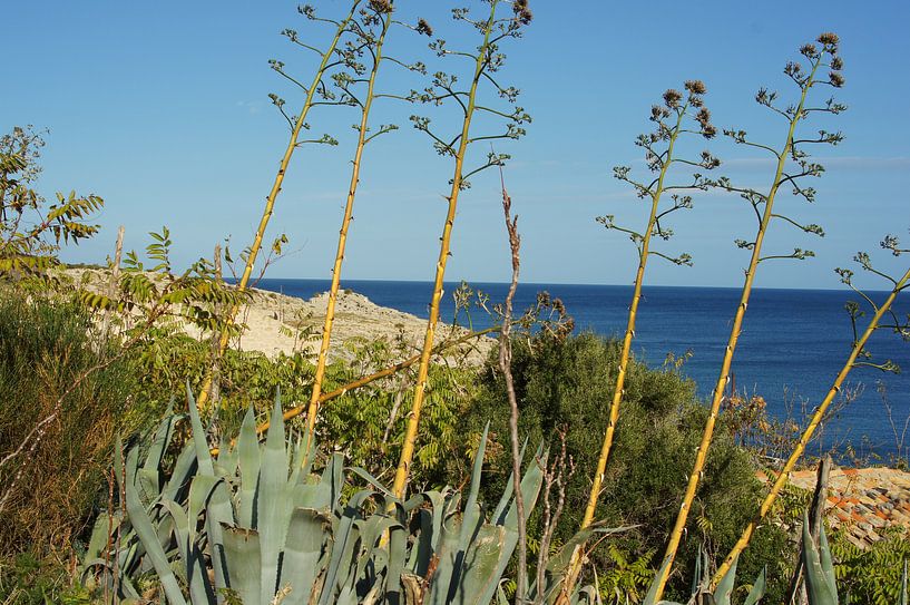 Agave americana au bord de la mer par Jadzia Klimkiewicz