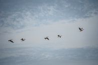 Pelicans in the sky by Tobias van Krieken thumbnail