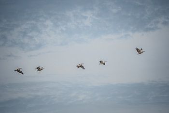 Pelikanen in de lucht