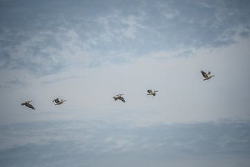Pelikanen in de lucht van Tobias van Krieken