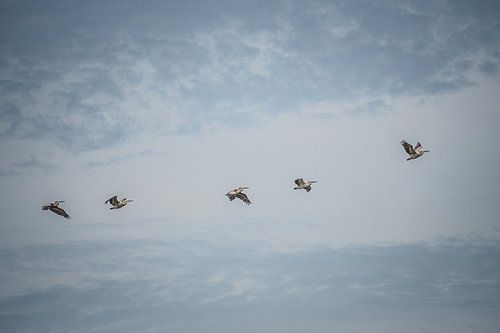 Pélicans dans le ciel