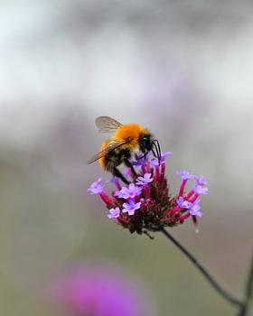 Bourdon sur une fleur violette