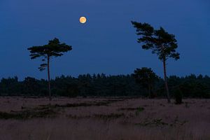 Volle maan op de Veluwe von Rick Kloekke