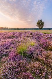 Flowering heather on the Hasselsvennen, Leende by Joep de Groot