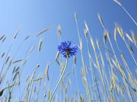 Kornblume zwischen dem Korn