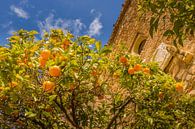 Orange tree in Malaga near the Alcazaba de Malaga by Lizanne van Spanje thumbnail