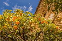 Orange tree in Malaga near the Alcazaba de Malaga