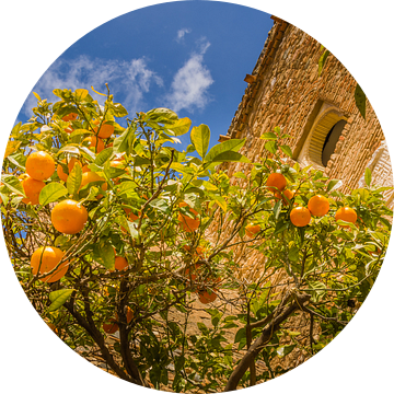 Sinasappelboom in Malaga bij het Alcazaba de Malaga van Lizanne van Spanje