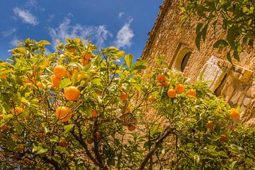 Sinasappelboom in Malaga bij het Alcazaba de Malaga van Lizanne van Spanje