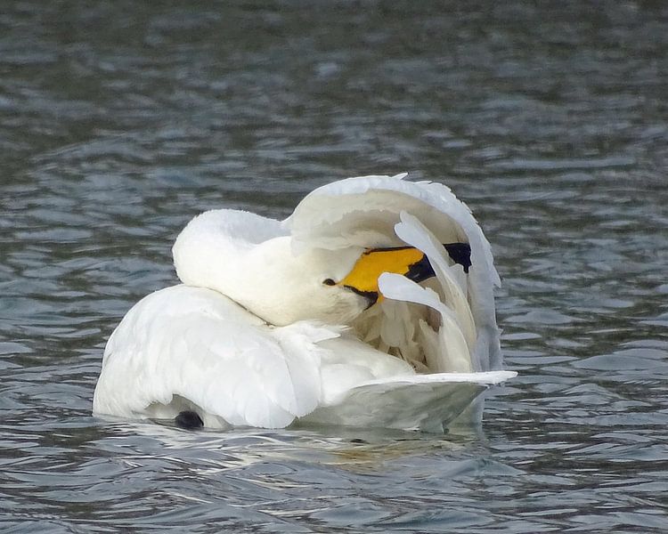 Whooper swan. by Robert Moeliker