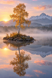 Goldene Birke im Nebelsee – Herbstmorgen von Albert Klee