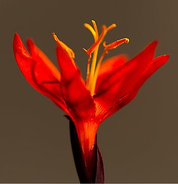 Fleur dans la lumière sur Inge Groters