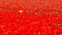 De gele tulp in een veld van rood van Sjoerd van der Wal thumbnail