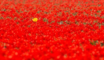De gele tulp in een veld van rood