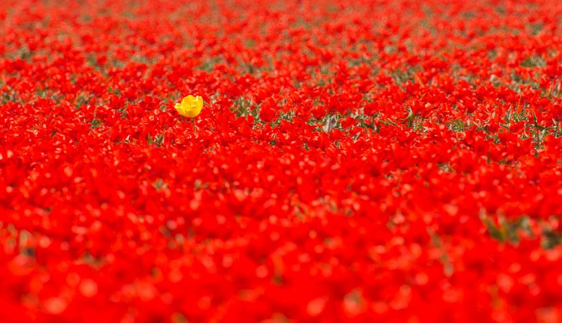 De gele tulp in een veld van rood van Sjoerd van der Wal