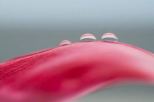 Rouge ondulé (photo abstraite d'une feuille de tulipe rouge avec des gouttes)