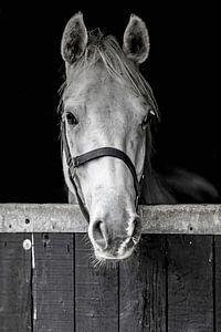 Pony on the wall 5 von Wybrich Warns