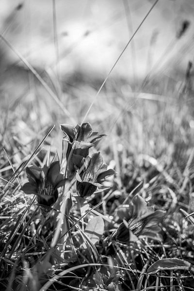 blauer Enzian im Allgäu in schwarz weis von Leo Schindzielorz