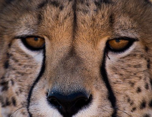cheetah close up