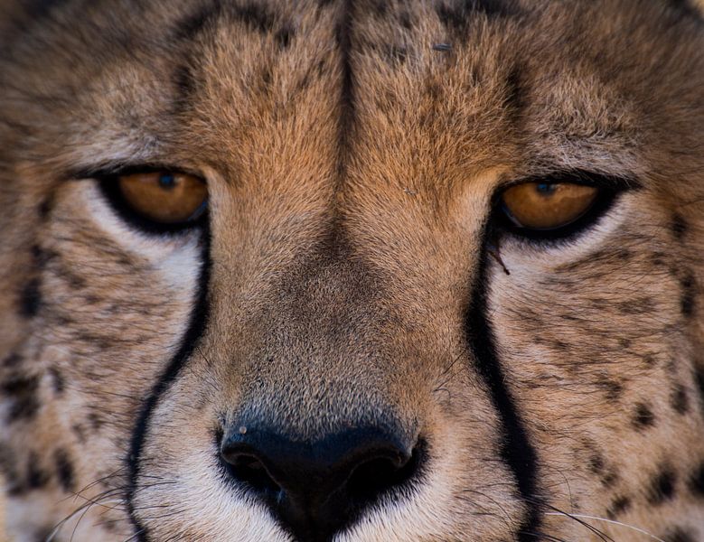 cheetah close up by Steven Symoens