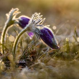pasque flower by Andre Michaelis