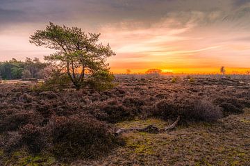Aufgehende Sonne über der Heidelandschaft von Den Treek von Henk Boerman