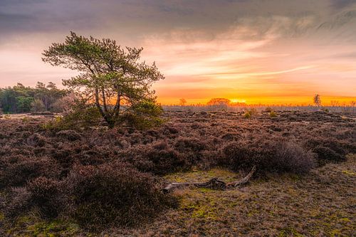 Aufgehende Sonne über der Heidelandschaft von Den Treek