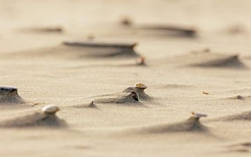 Schelpen houden stand op het Nederlandse strand 2 van Luuk Kuijpers