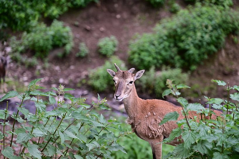 Mufflon im Wildfreigehege von Keywan Salehi
