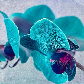 Gevlekte orchidee, turquoise van Rietje Bulthuis