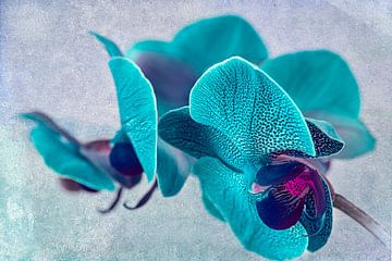 Gevlekte orchidee, turquoise