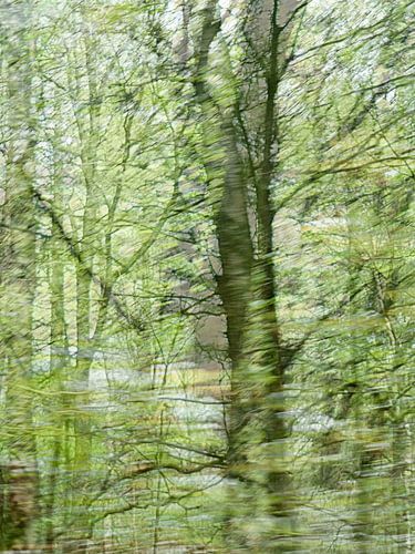 Geef het bos een stem